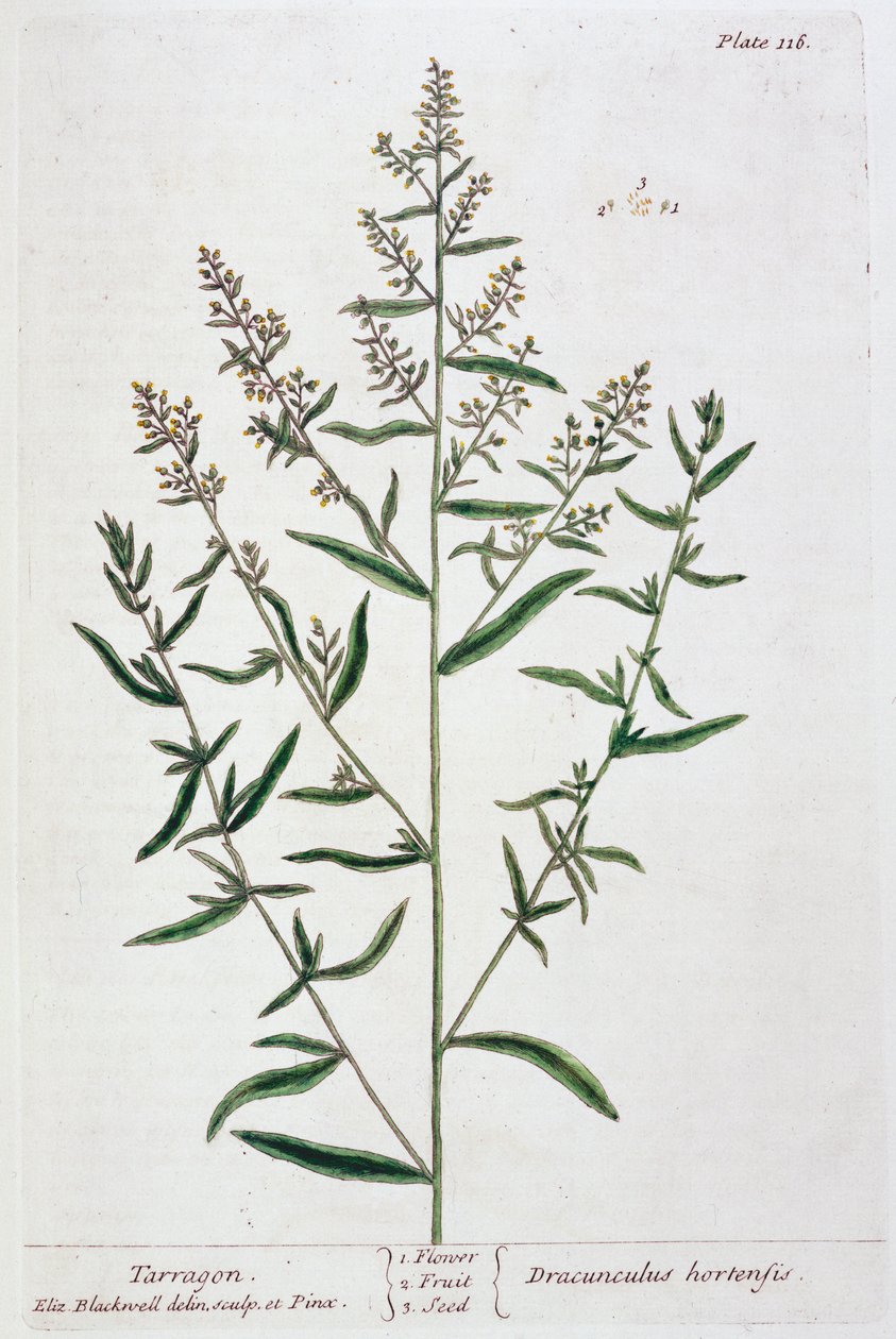 Estragon, 1782 od Elizabeth Blackwell