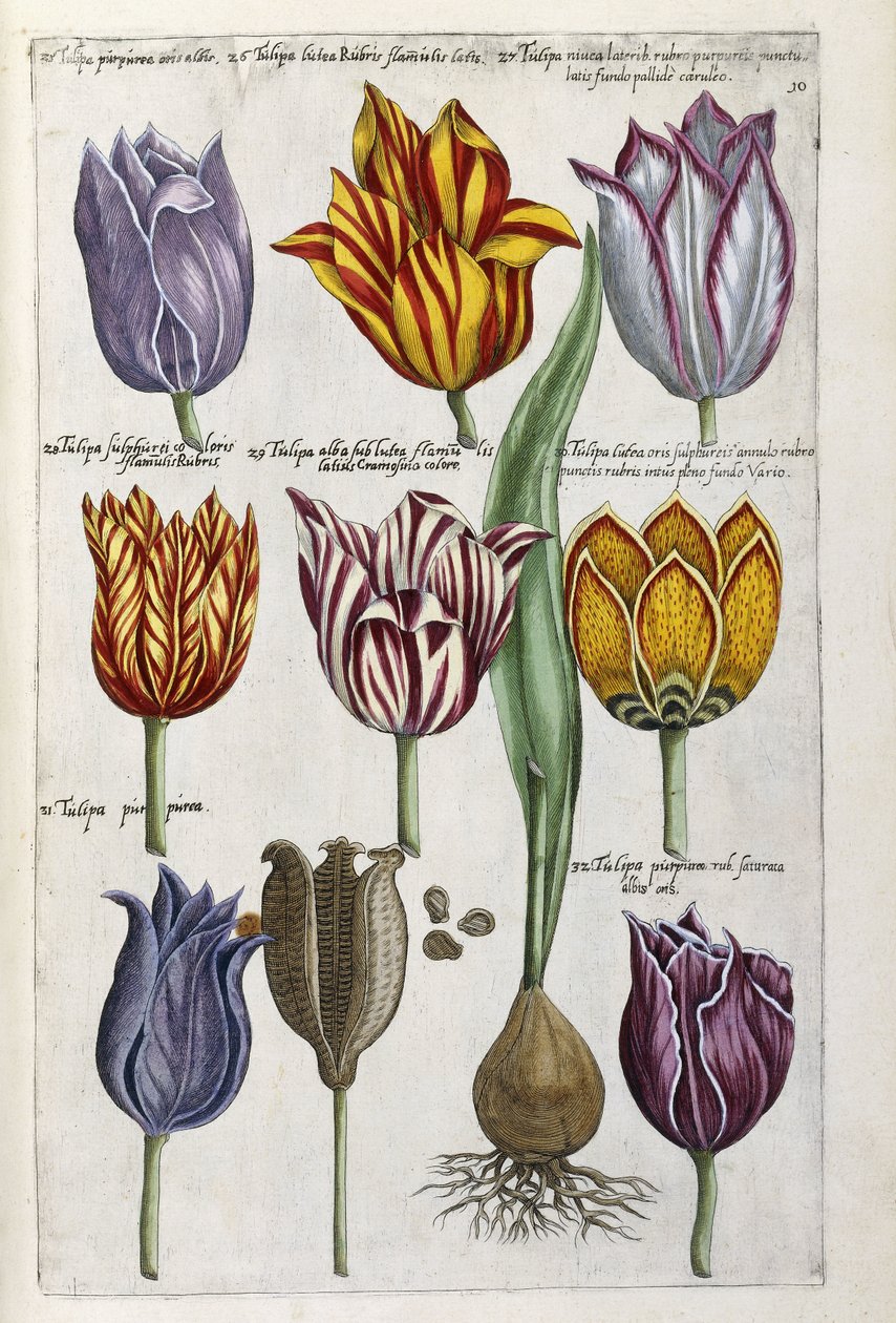 Různé tulipány, 1612-14 od Emanuel Sweert