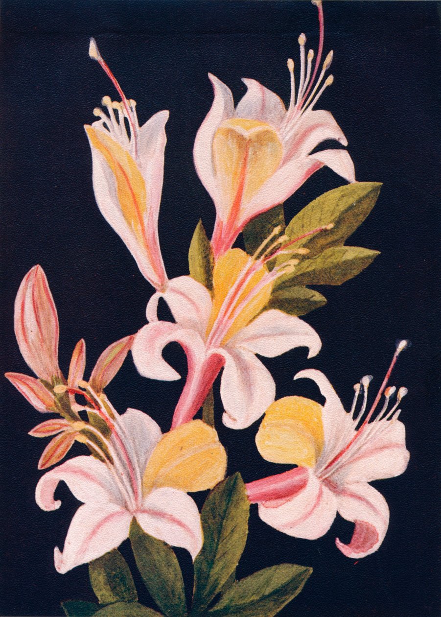 California Azalea, c1915, 1915 od Emma Graham Clock