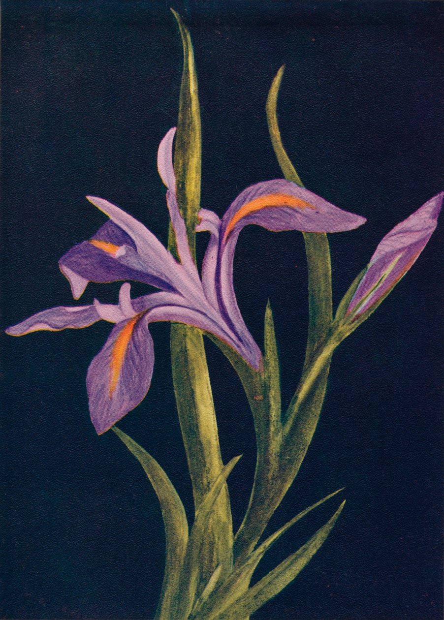 Ground Iris, c1915, 1915 od Emma Graham Clock