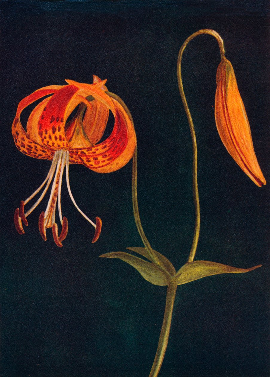 Leopard Lily, c1915, 1915 od Emma Graham Clock