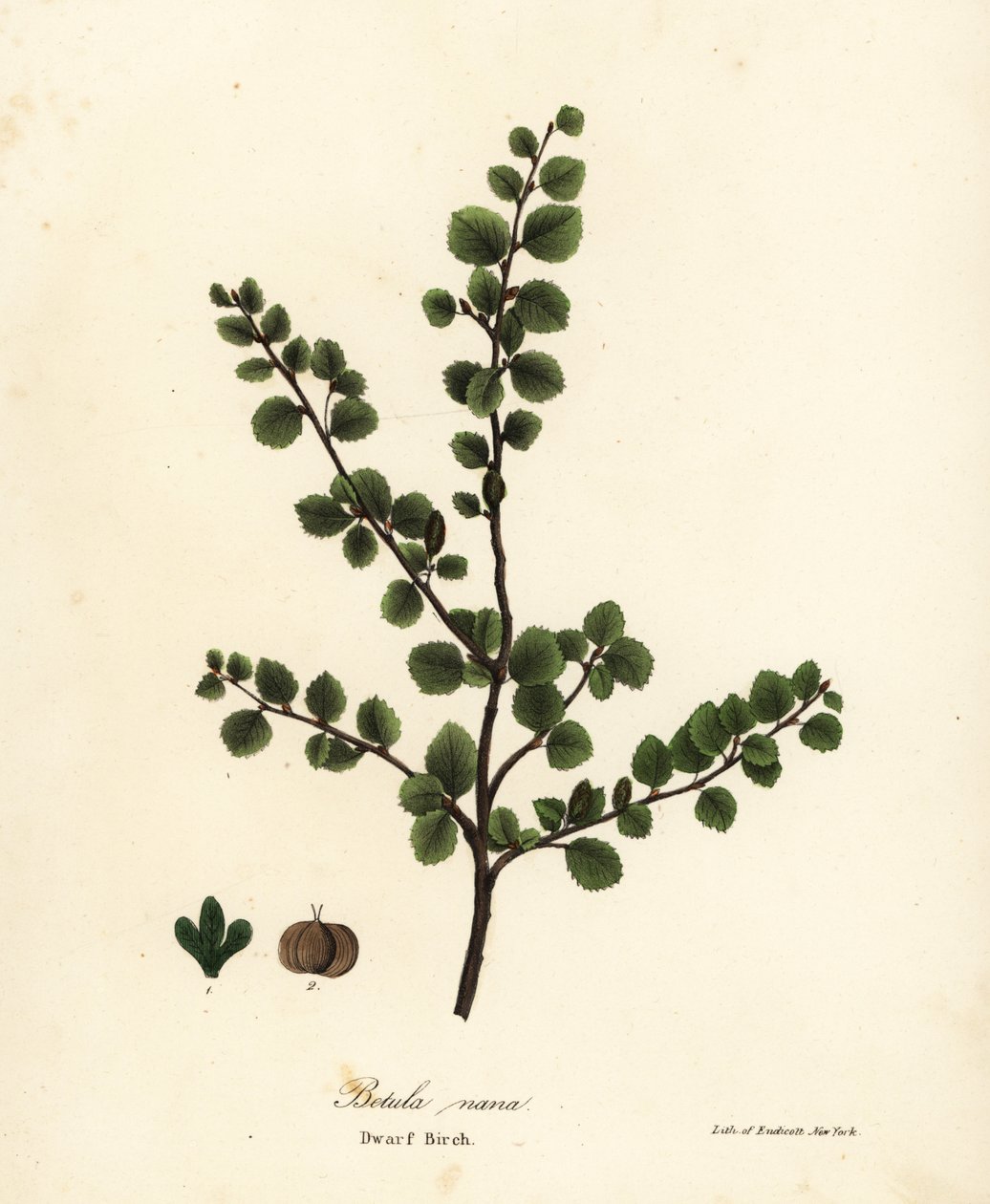 Bříza trpasličí, Betula nana od Endicott Endicott
