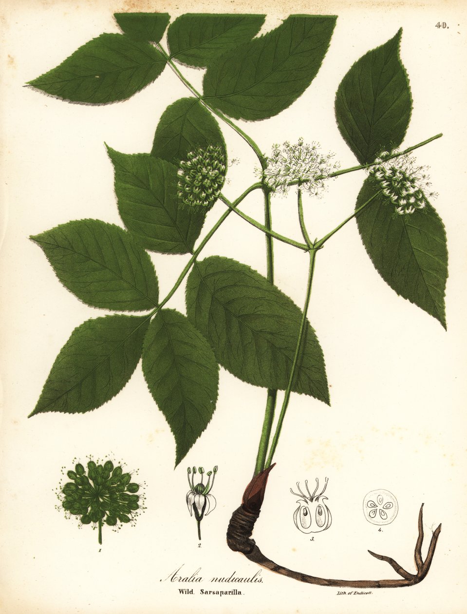 Divoká sarsaparilla, Aralia nudicaulis od Endicott Endicott