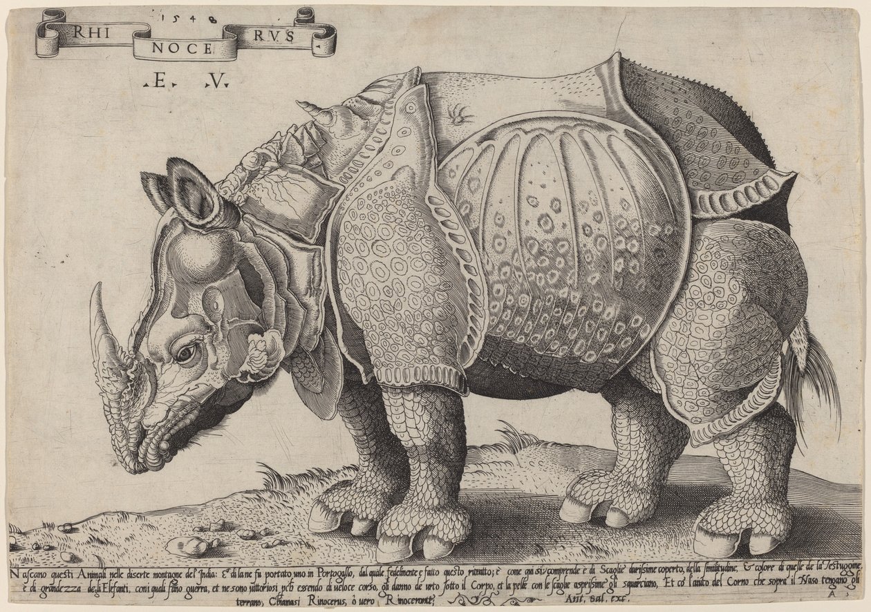 Nosorožec od Enea Vico after Albrecht Dürer