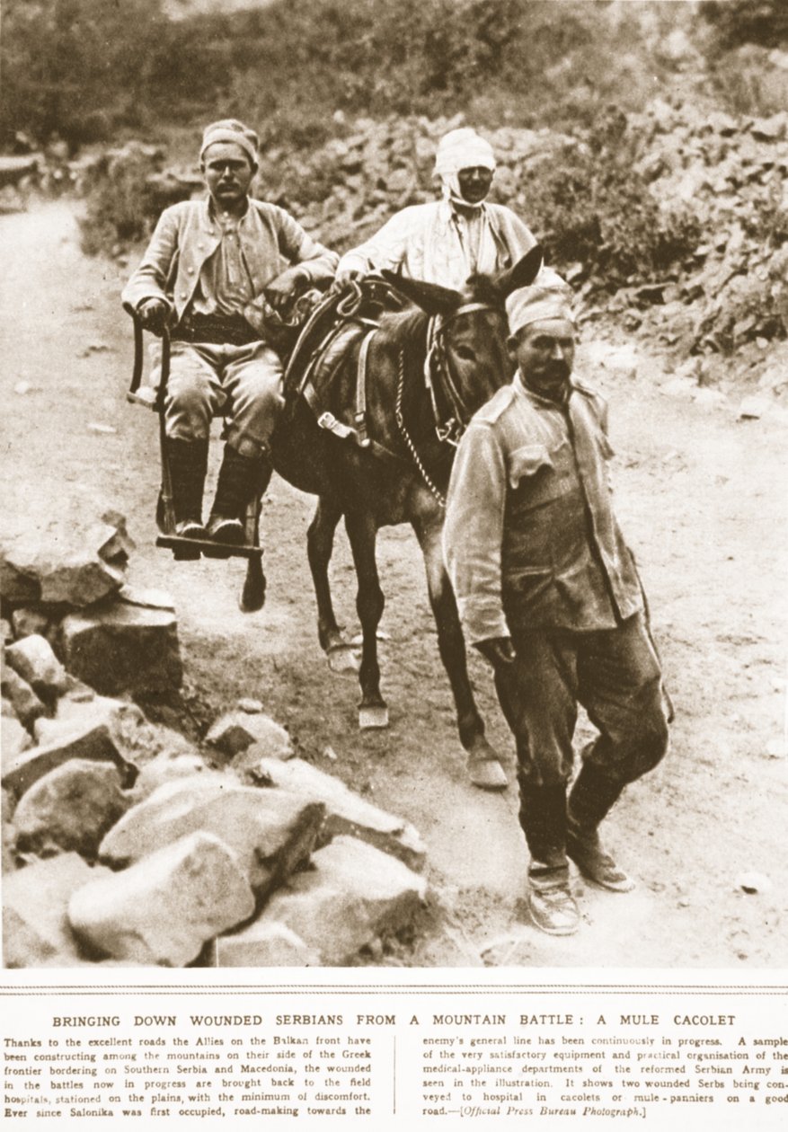 Snížení raněných Srbů z horské bitvy: mezek cacolet, ilustrace z The Illustrated War News, září 1916 (sépiová fotografie) od English Photographer