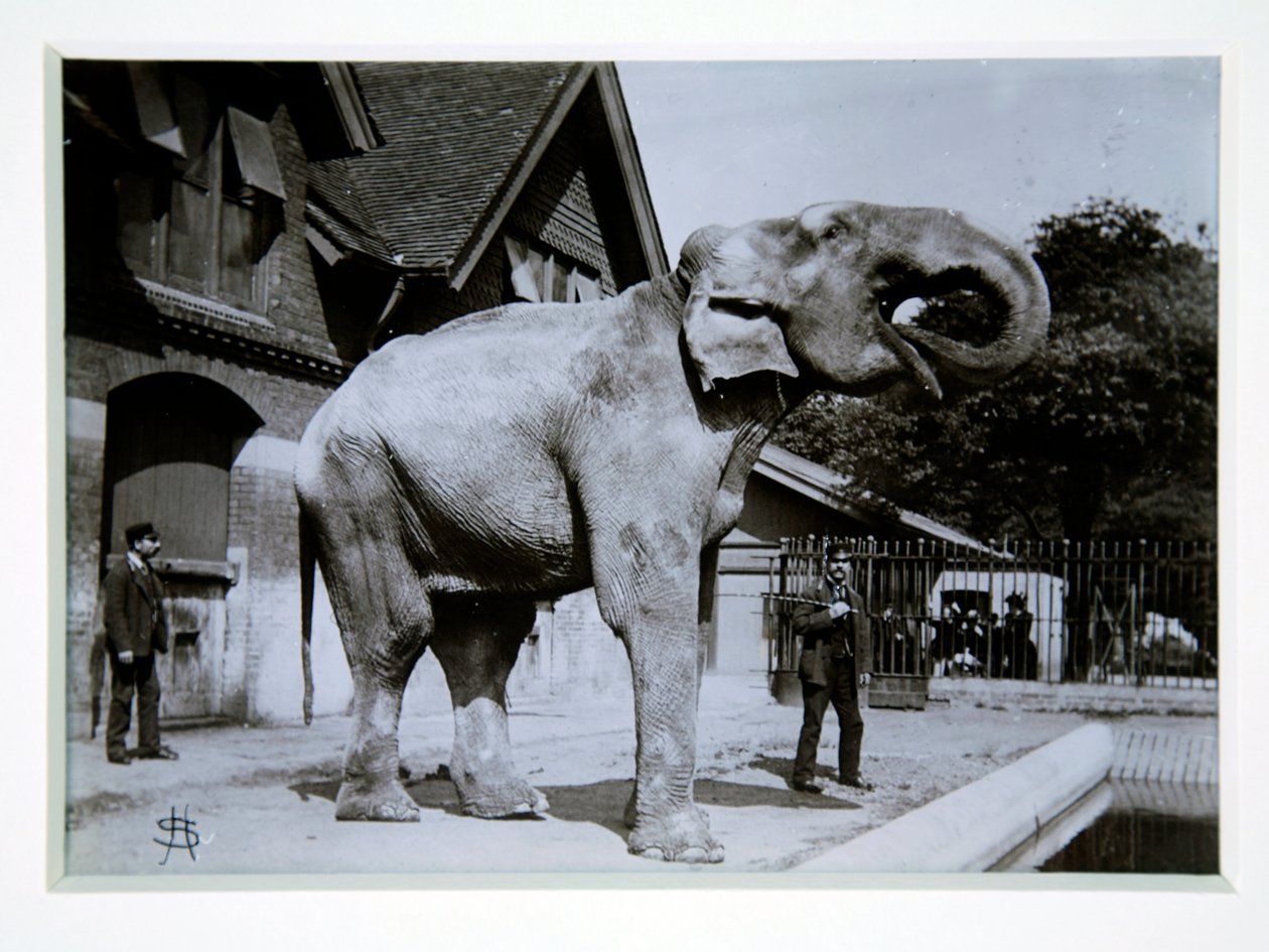 Slon Jumbo v londýnské zoo, 70. léta 19. století od English Photographer