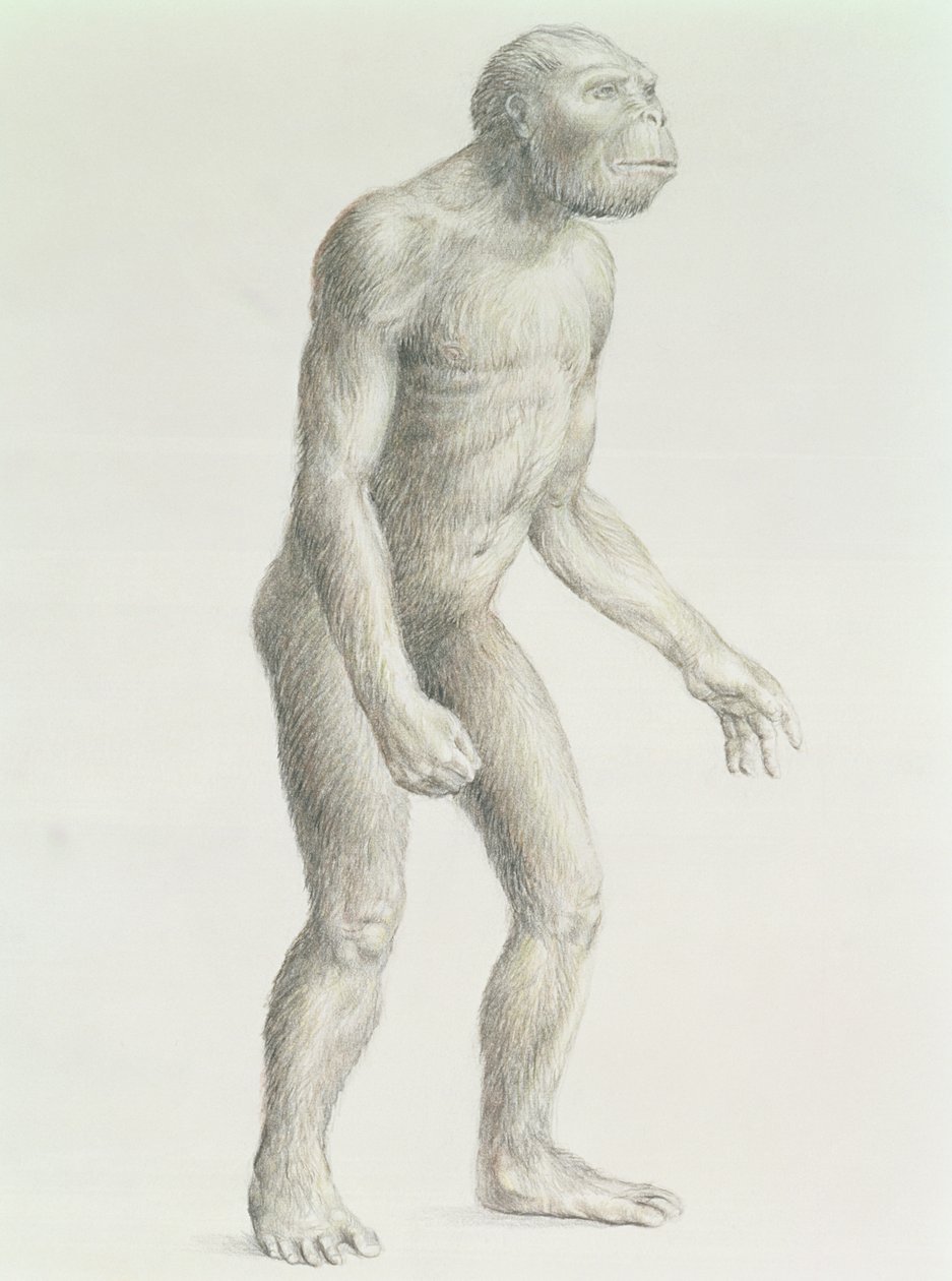 Australopithecus boisei od English School