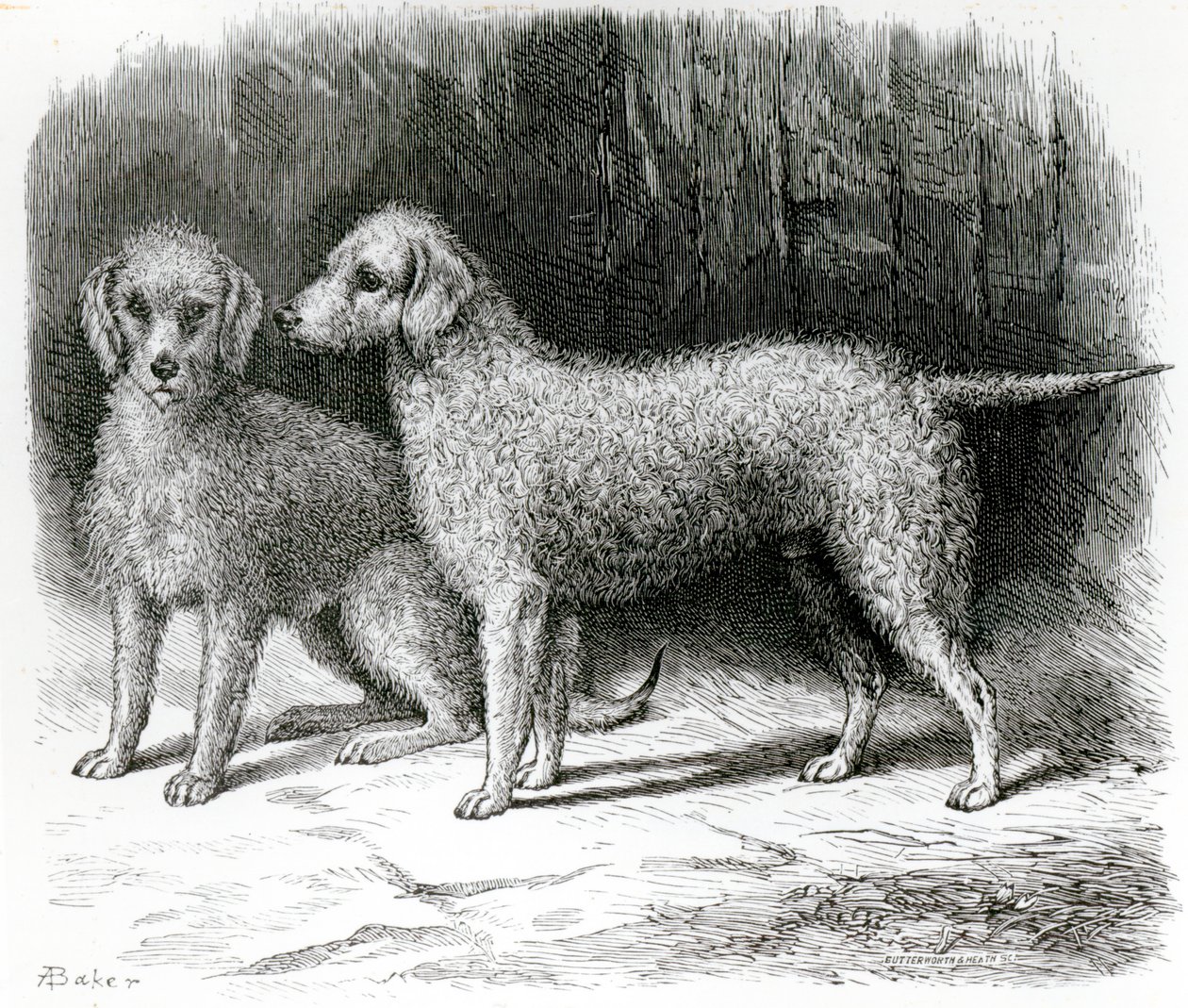 Bedlington teriéři - "Rosebud" pana F. Armstronga a "Nailor" pana A. Armstronga od English School