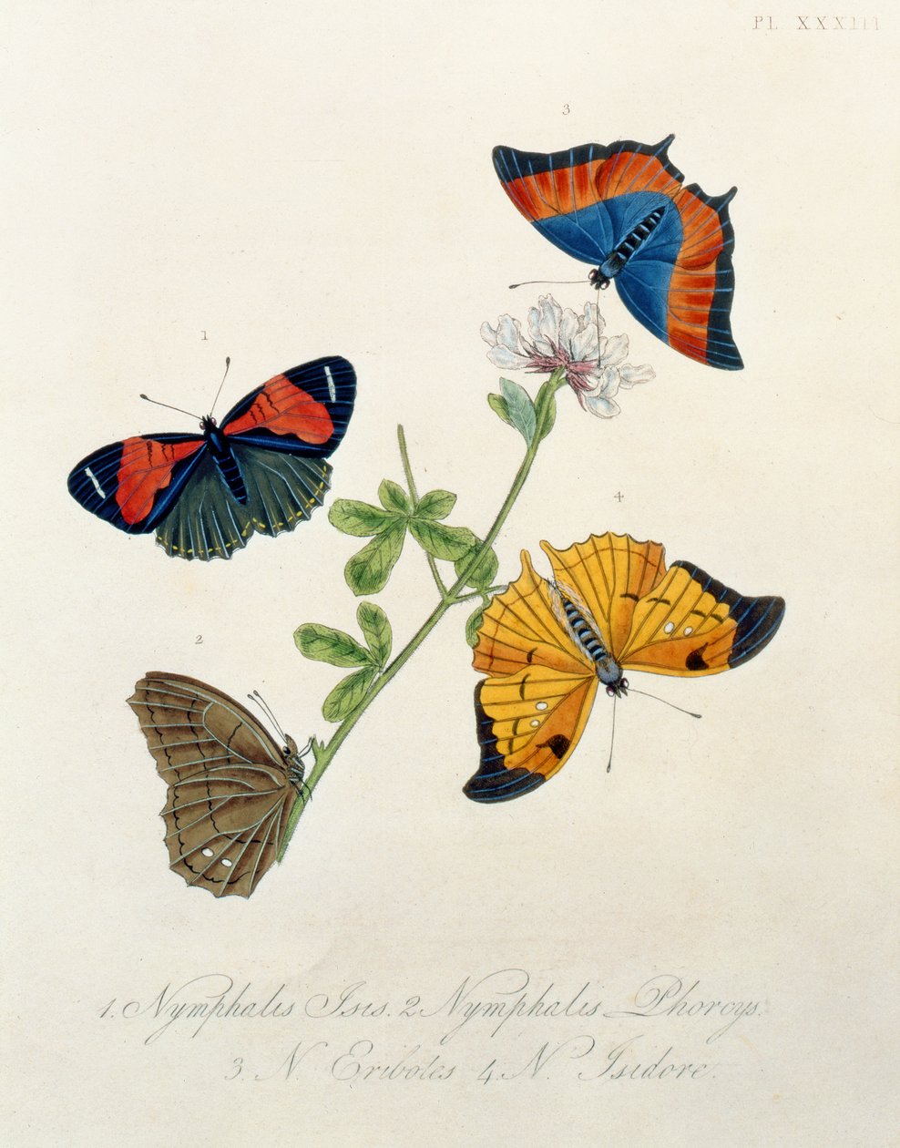Butterflies, from Insects of India Edward Donovan (1768-1837) od English School