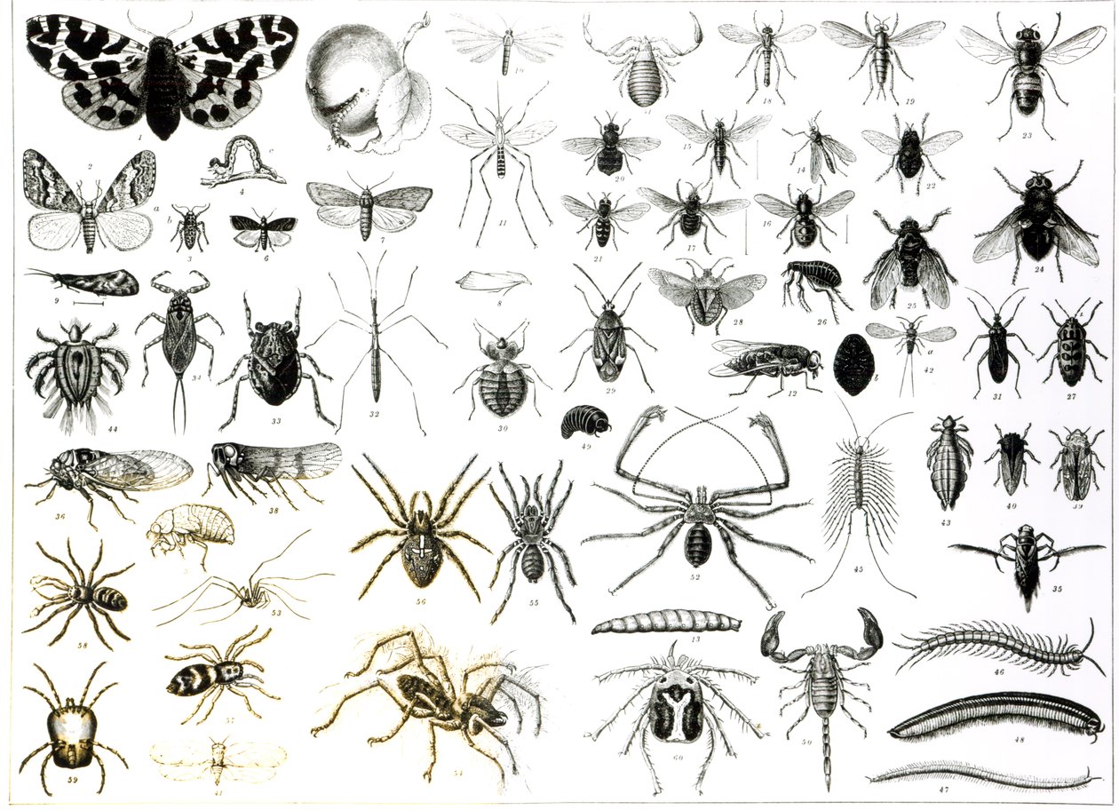 Entomologie, Myriapoda a Arachnida od English School