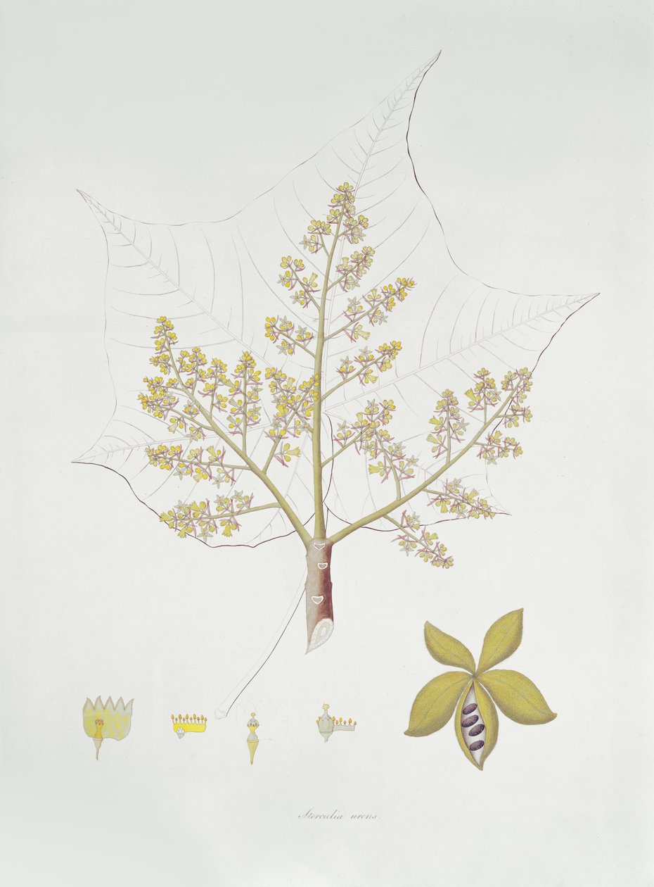 Sterculia Urens (barevná rytina) od English School