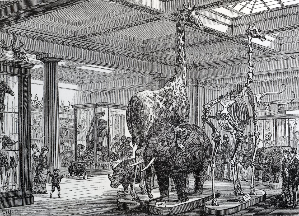 The Mammalia Saloon, ilustrace ze „Starého a Nového Londýna“ od Edwarda Walforda, vydáno 1878 od English School