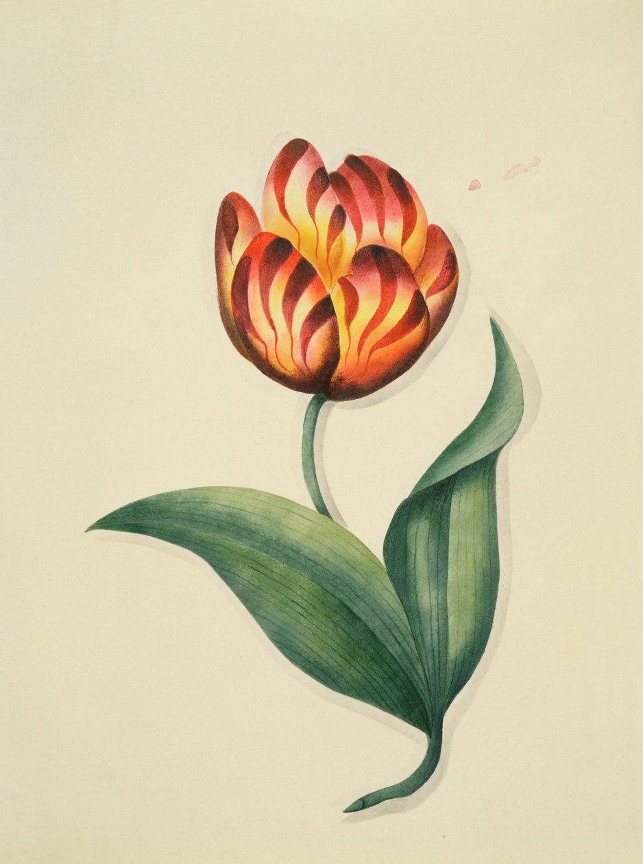 Tulipán, z anglického botanického rukopisu `Flowers, an English Botanical Manuscript, cca 1840 (wc) od English School