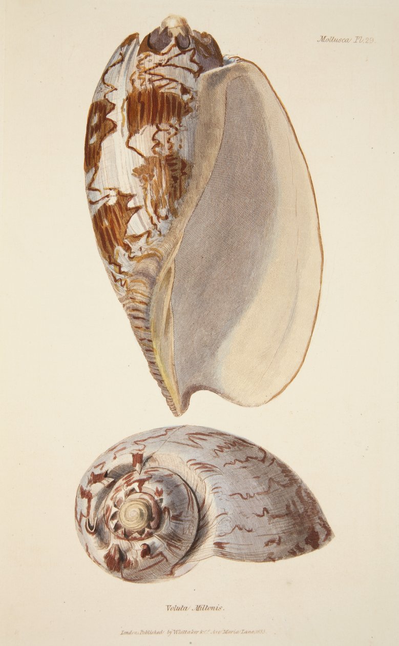 Voluta Miltonis, z The Mollusca a Radiata, hospoda. 1833 (ručně kolorovaná rytina) od English School