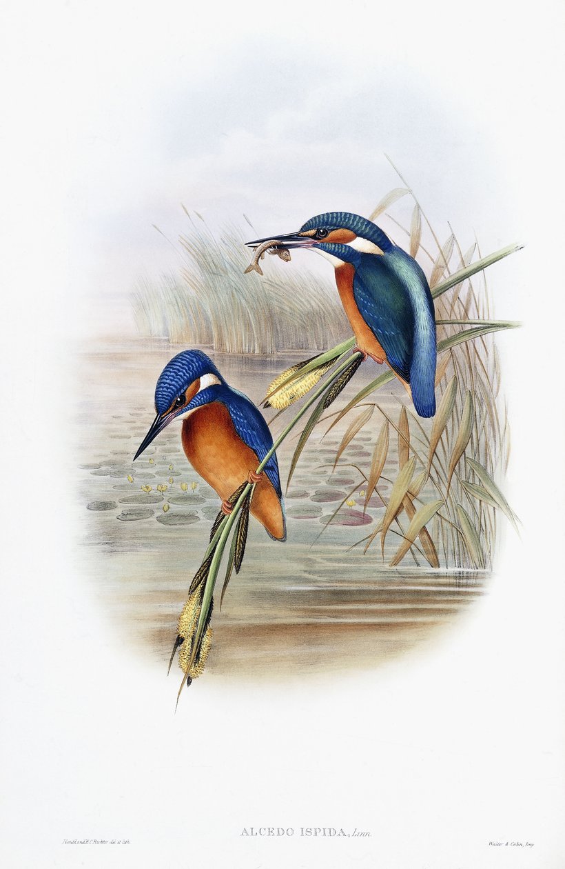 Alcedo Ispida (ledňáček říční) od English School