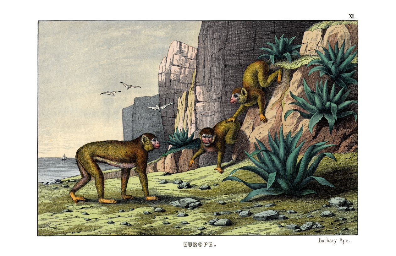 Barbary Ape od English School