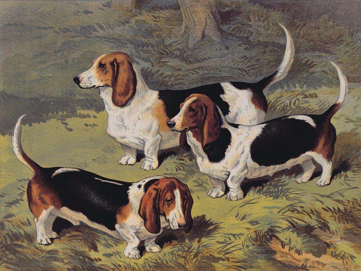 Baseti, 1890 od English School