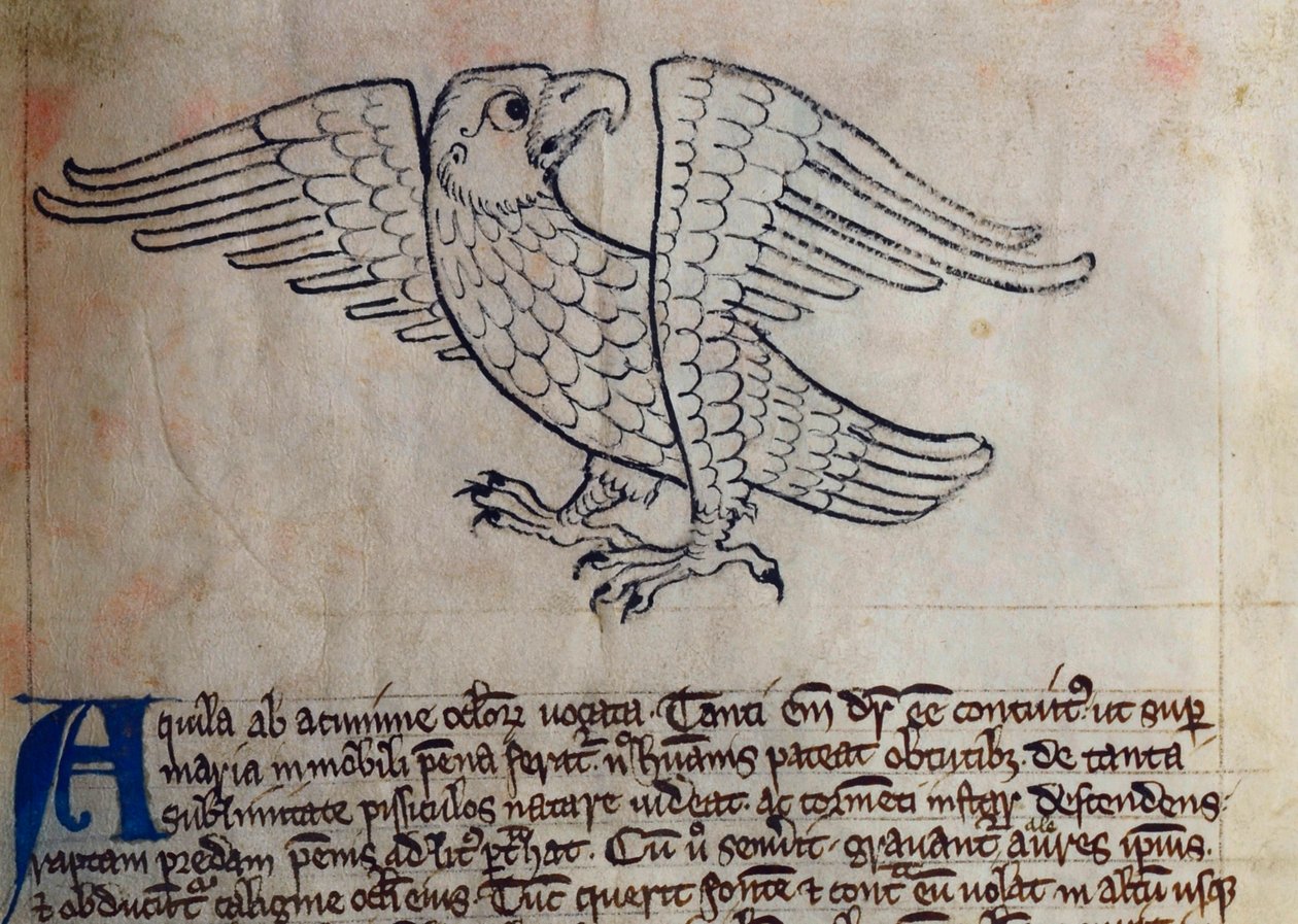 CCA-LitMs/D/10 fol. 13r Orel, z Bestiáře od English School
