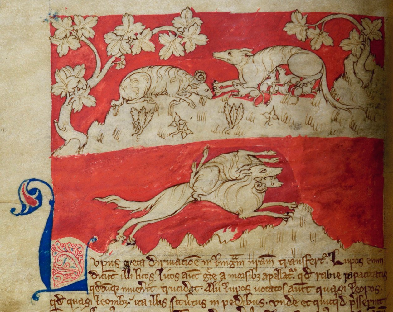 CCA-LitMs/D/10 fol. 4v Wolf, z Bestiáře od English School
