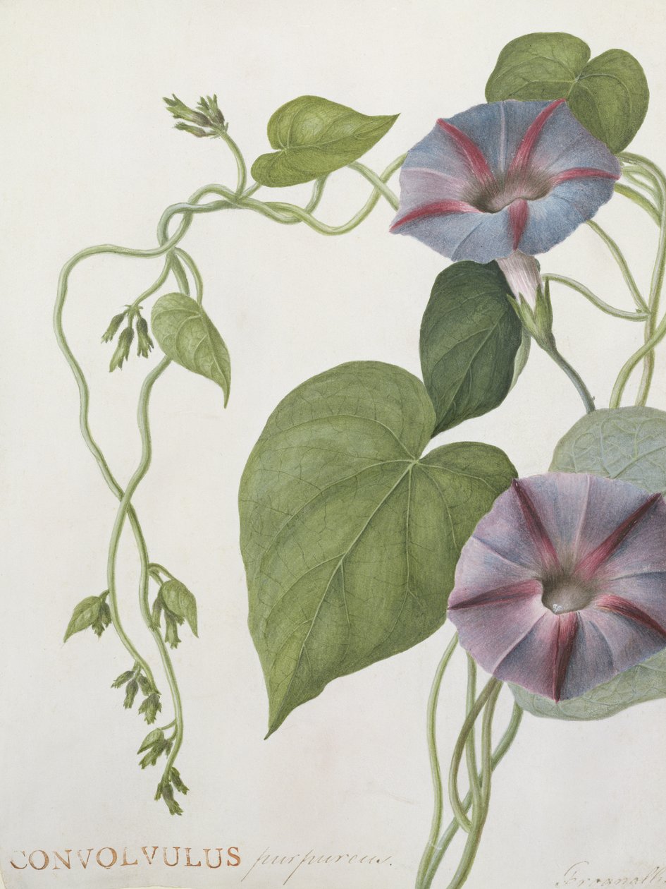 Convolvulus purpurus (wc na pergamenu) od English School