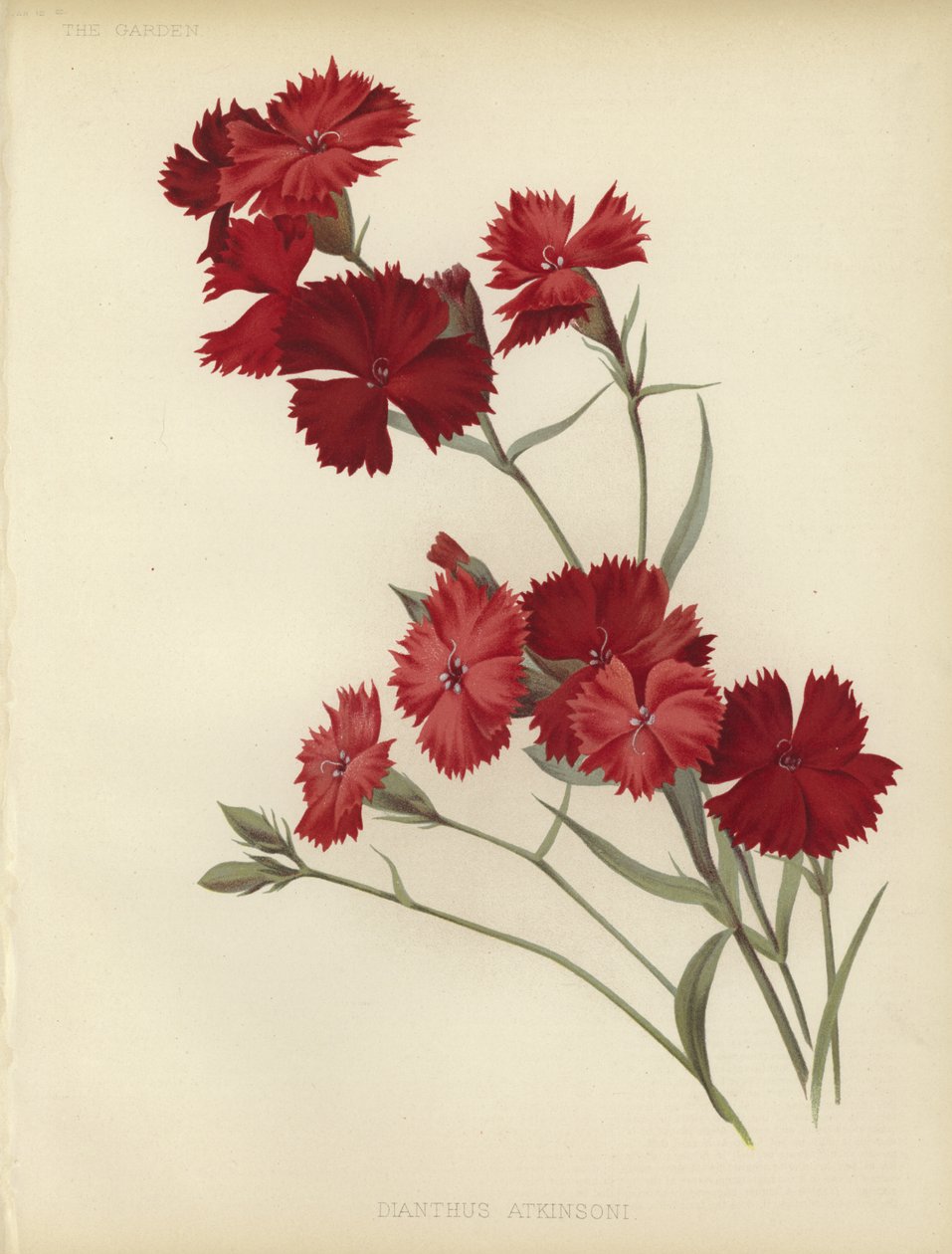 Dianthus Atkinsoni od English School