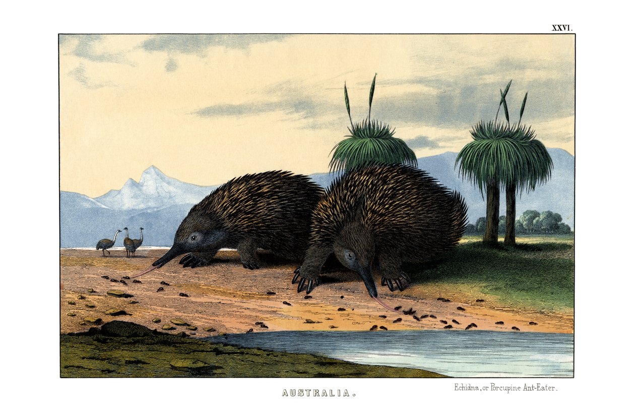 echidna od English School