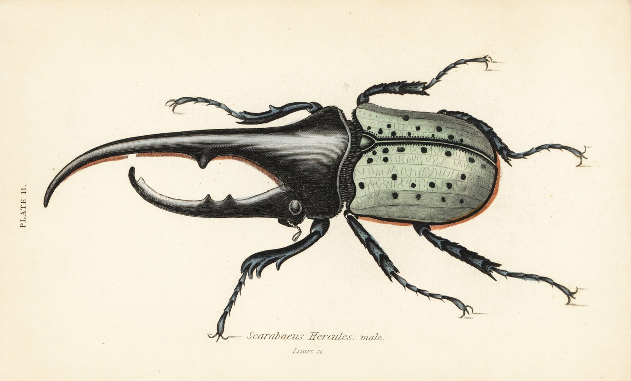 Hercules brouk, samec, Dynastes hercules, Scarabaeus hercules od English School