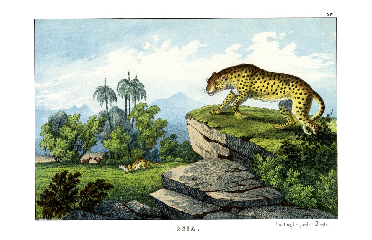 Lov na leoparda od English School