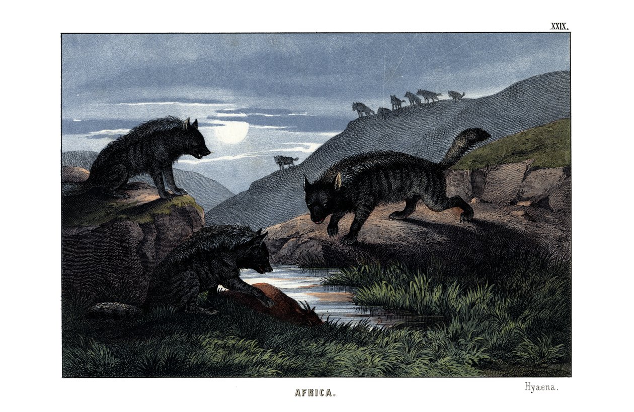 Hyena od English School