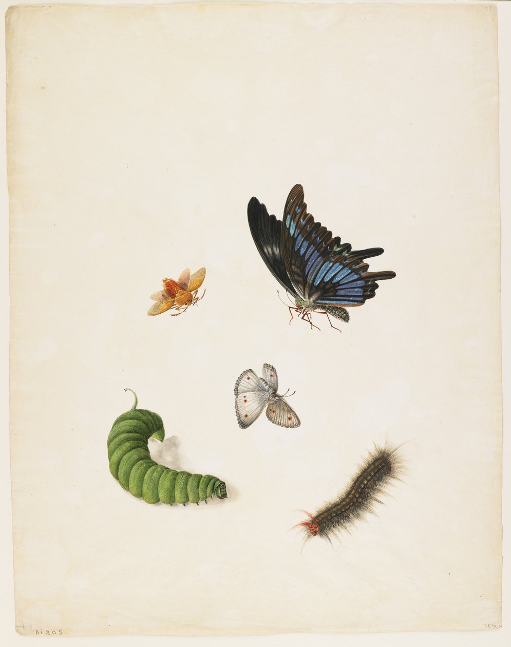 Hmyz, c.1805 (černý inkoust a wc na papíře) od English School