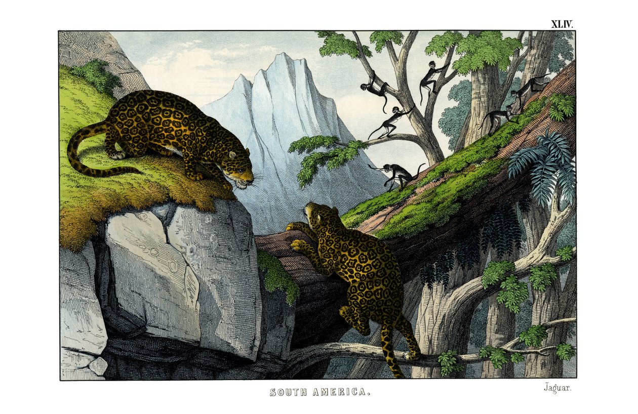 Jaguar od English School