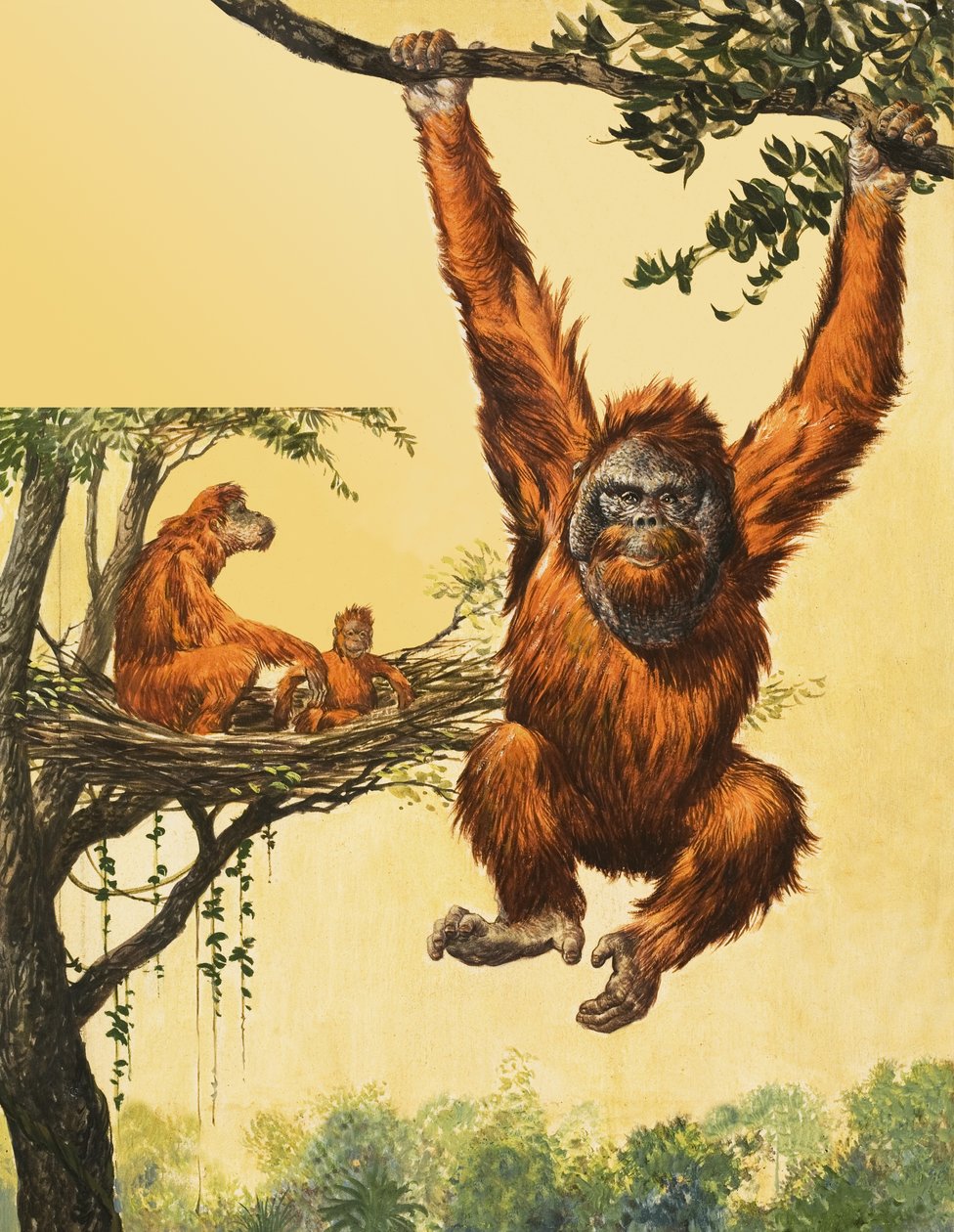 Orangutani od English School