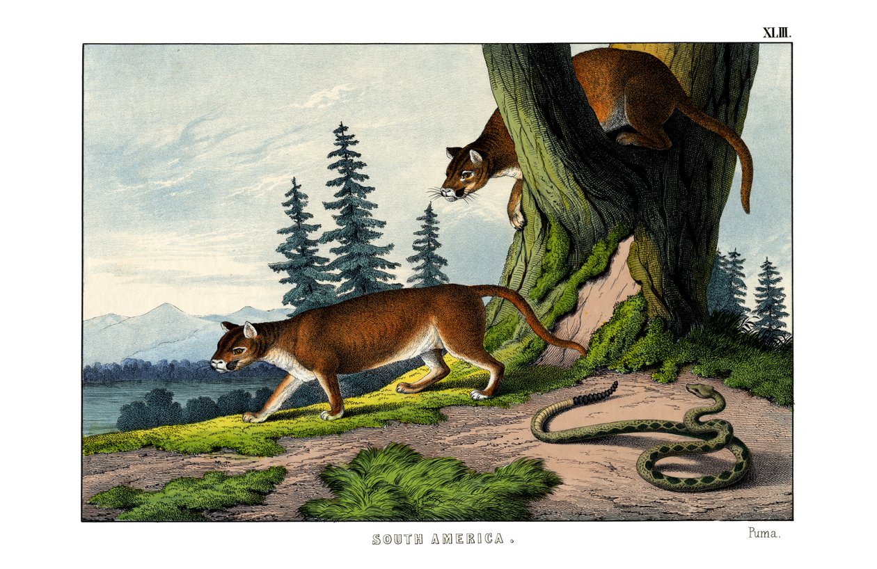 Puma od English School