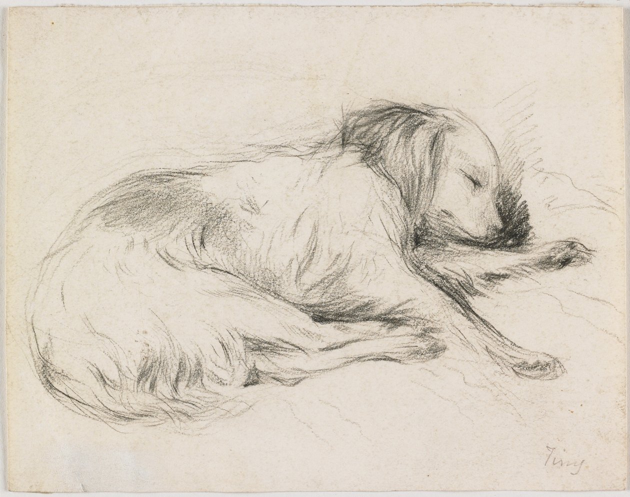 Sleeping Dog, cca 1840 (grafit na papíře) od English School