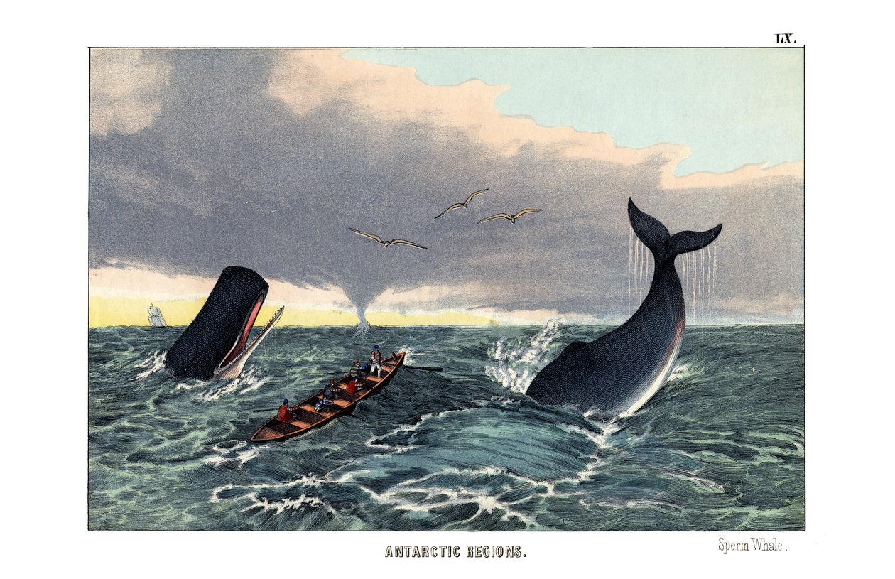 Sperm whale od English School