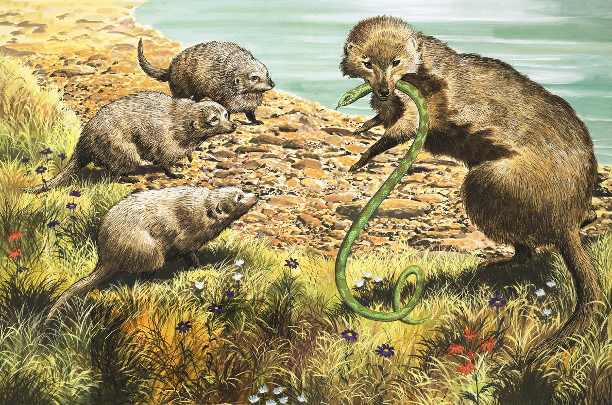 Chytač hadů, ilustrace z knihy "Říše divů přírody od English School
