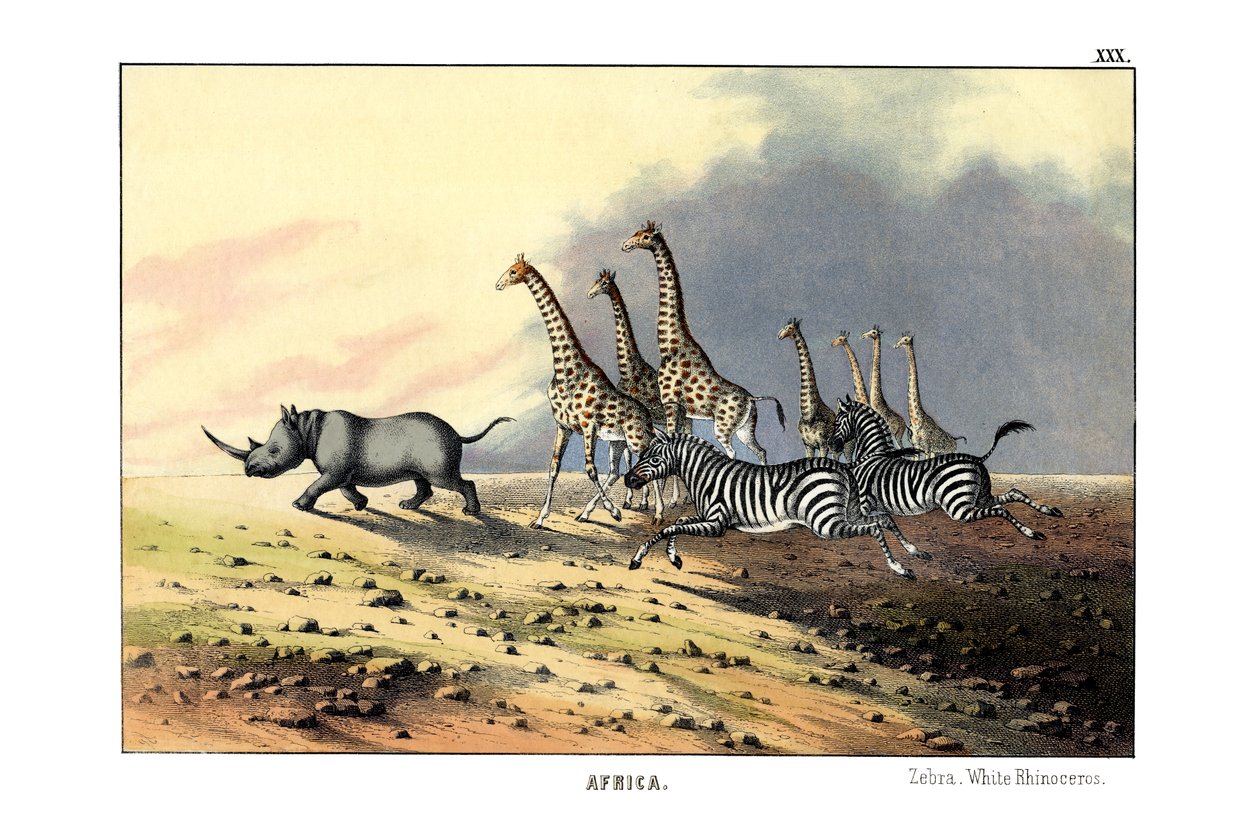 Zebra od English School