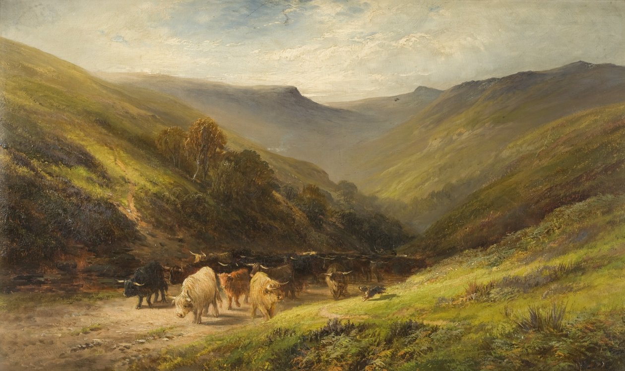 Highland Cattle od English School English School