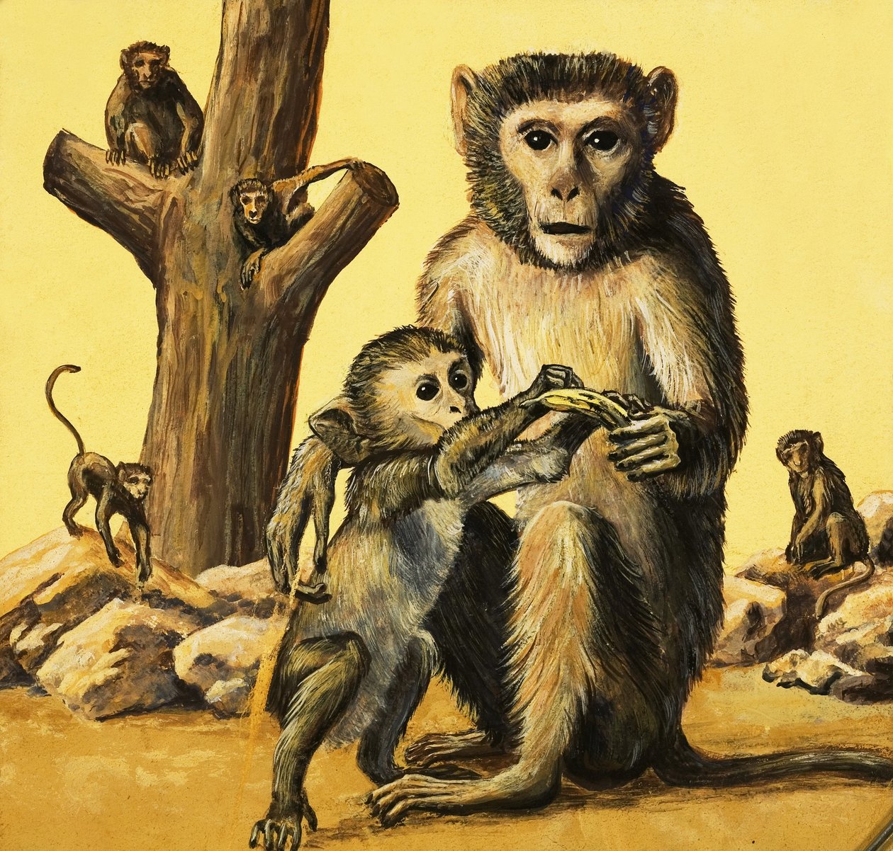 Opice rhesus od Eric Tansley