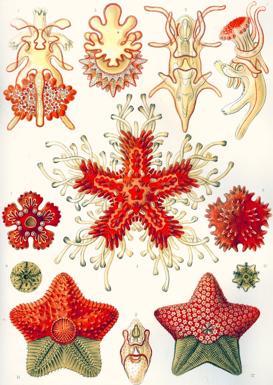 Asteridea „Umělecké formy přírody“ od Ernst (after) Haeckel