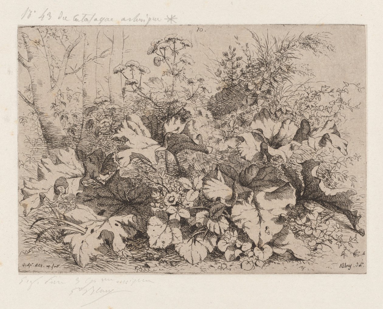 Lopuch v květu, 1858. od Eugene Bléry