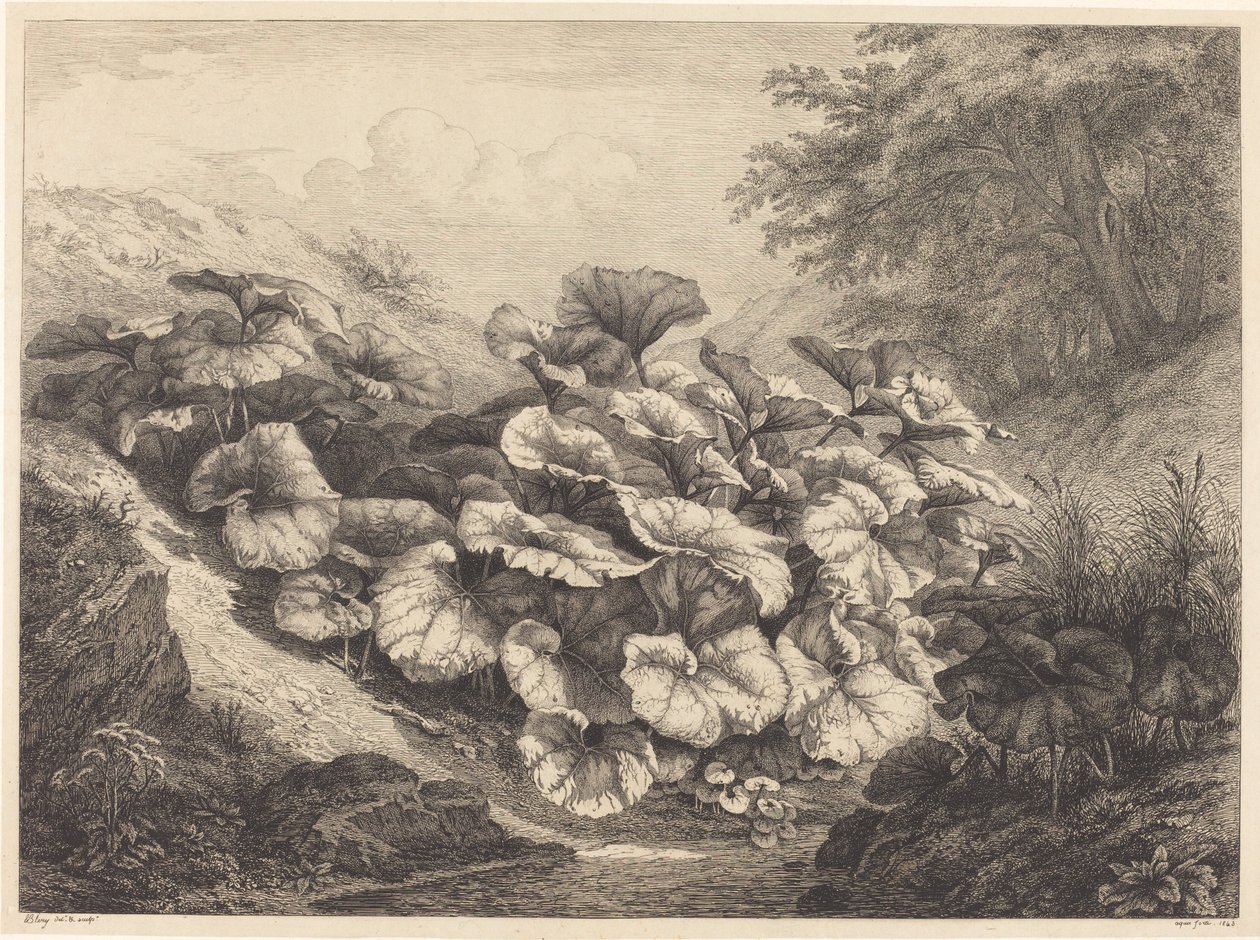 Velký podběl, 1843. od Eugene Bléry