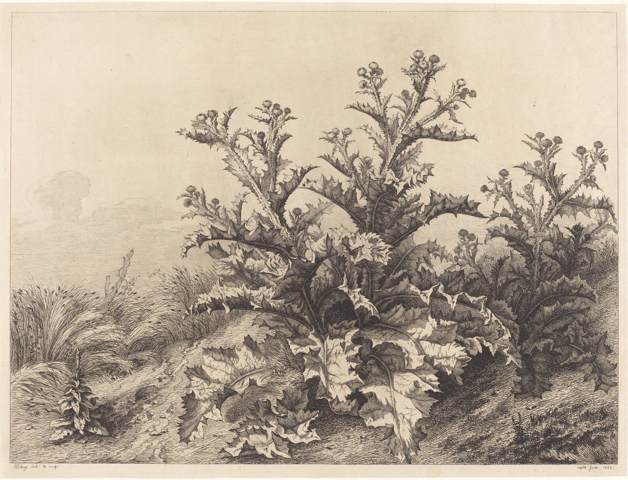 Velký bodlák, 1843. od Eugene Bléry