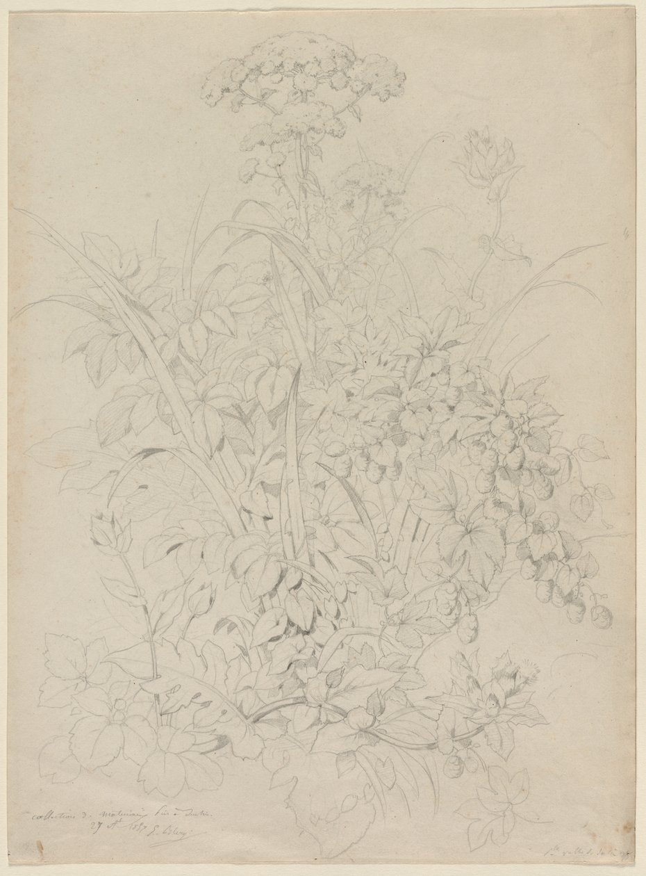 Rostlinná studie, 1857. od Eugene Bléry