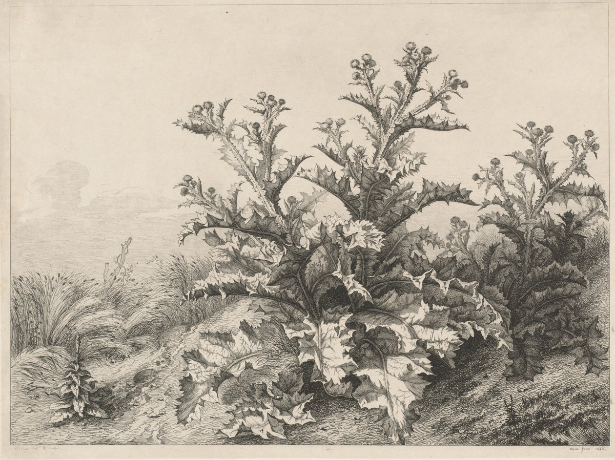 Bodlák velký (Le Grand Chardon) od Eugene Bléry