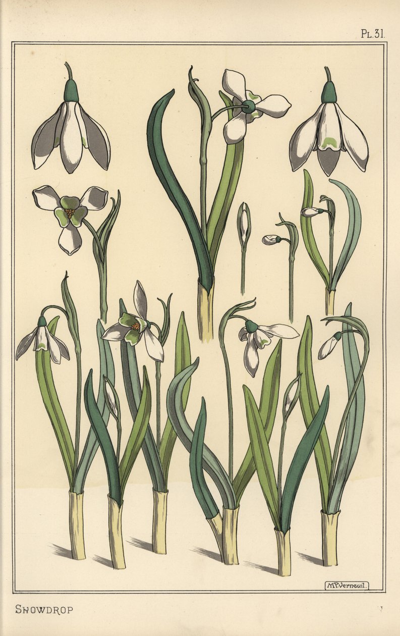 Botanická ilustrace sněženky, Galanthus nivalis od Eugene Grasset