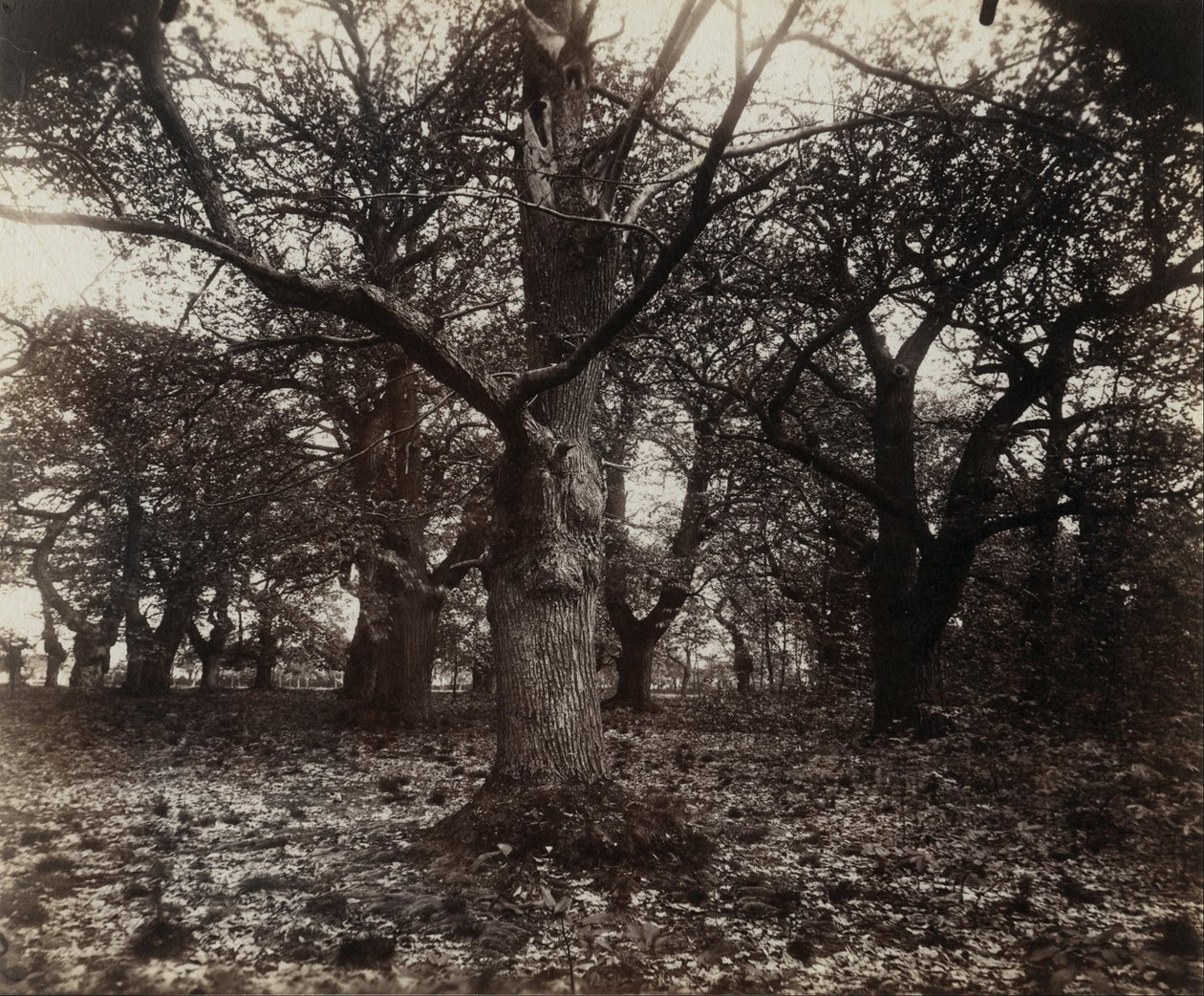 Kaštany od Eugène Atget