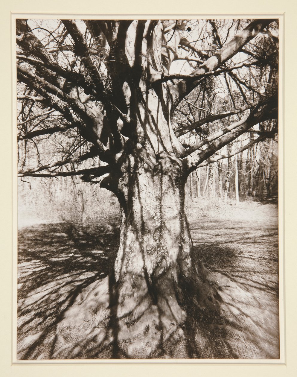 Buk strom od Eugène Atget