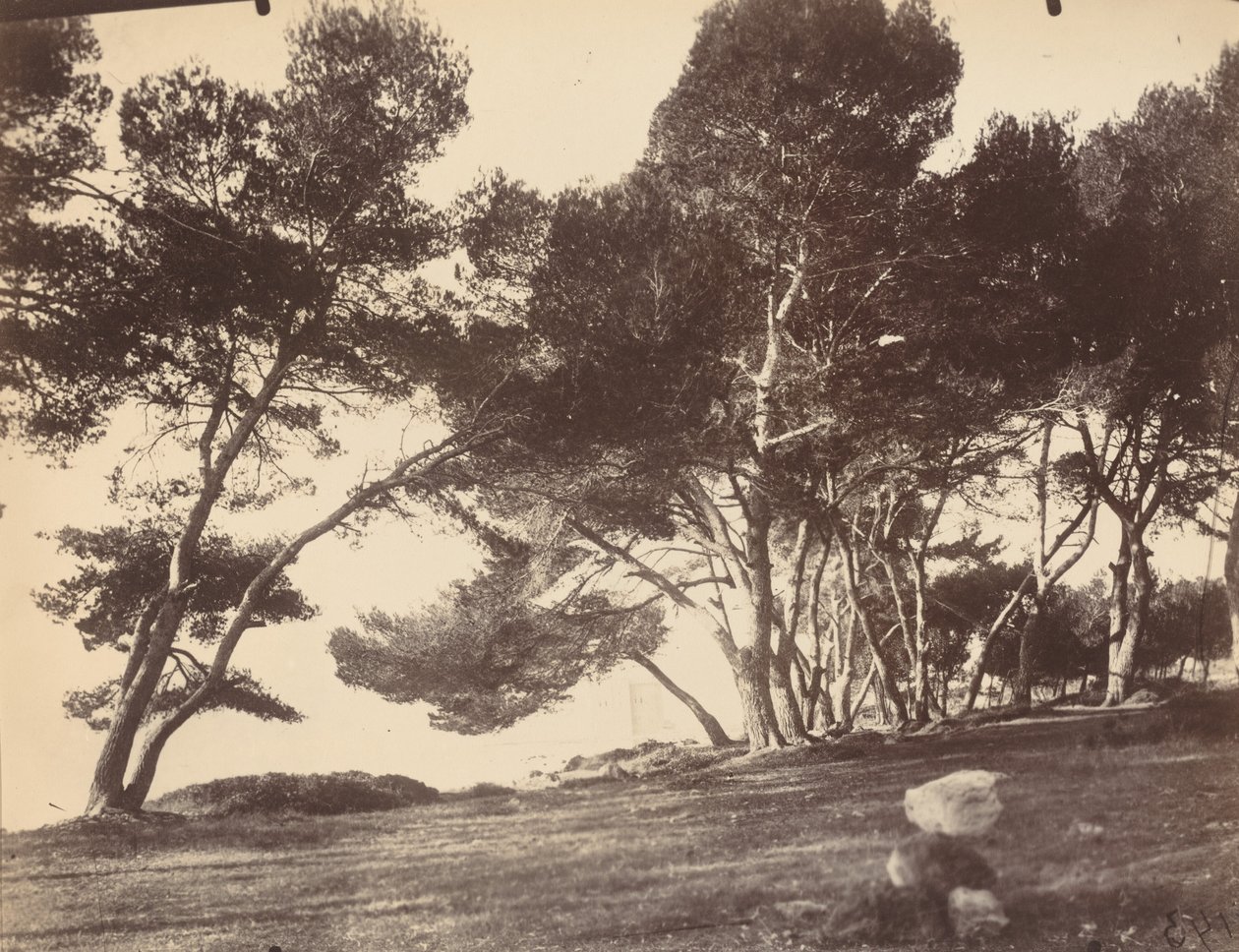 Cannes, ostrov Saint Honorat od Eugène Atget