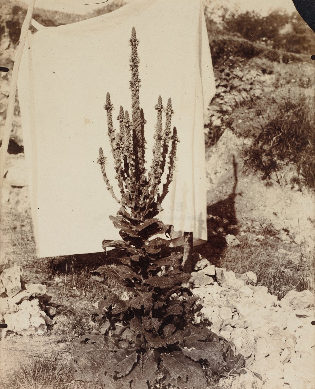 Mullein in Bloom od Eugène Atget